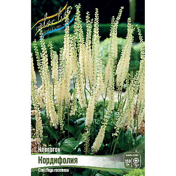 Клопогон Кордифолия I 1 шт