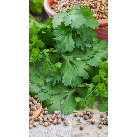 Кориандр Тарзан 1гр Greenomica/Садовита Ц