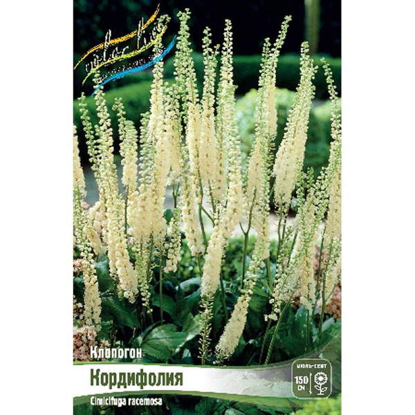 Клопогон Кордифолия I 1 шт