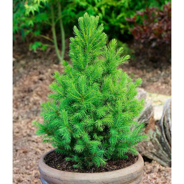 Ель Канадская Десембер P9 шт