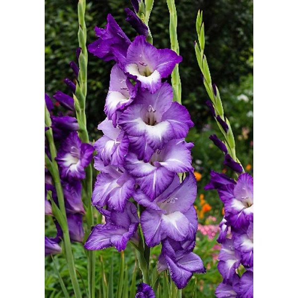 10013 Шоу-Бокс Гладиолус Блю Айл 12/14 100 шт 