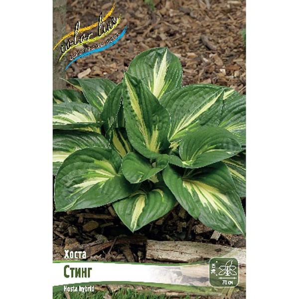 Хоста Стинг 1 n 1 шт