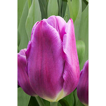 Тюльпан Блю Риббон 11/12 3 шт Садовита 