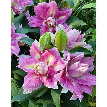 Лилия Фокси Спринг Сюрприз 10/12 5 шт 