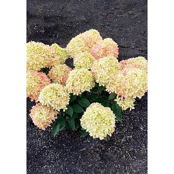4101 Гортензия Метельчатая Литтл Лав P12 ,шт