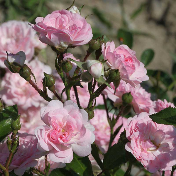 Роза почвопокровная Фейри Садовита