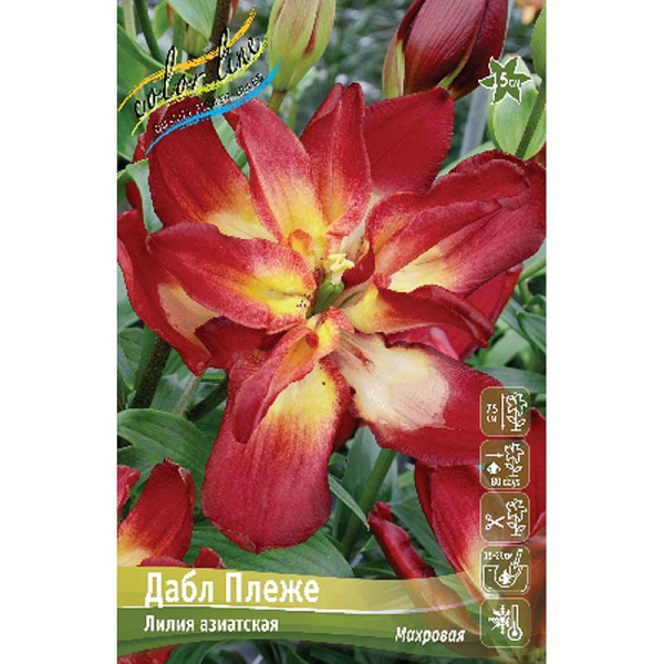Лилия Дабл Сенсейшн 12/14 5 шт