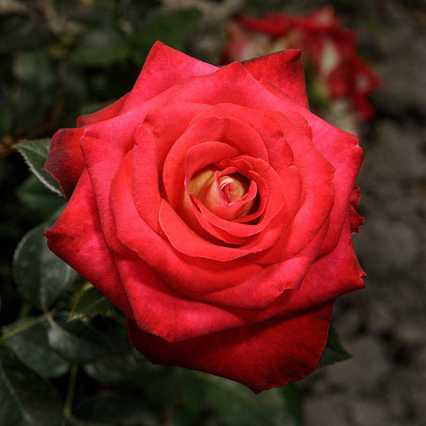 Роза чайно-гибридная Френдшип Садовита