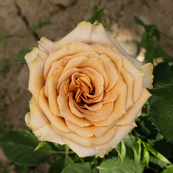 Роза чайно-гибридная Тоффи Садовита