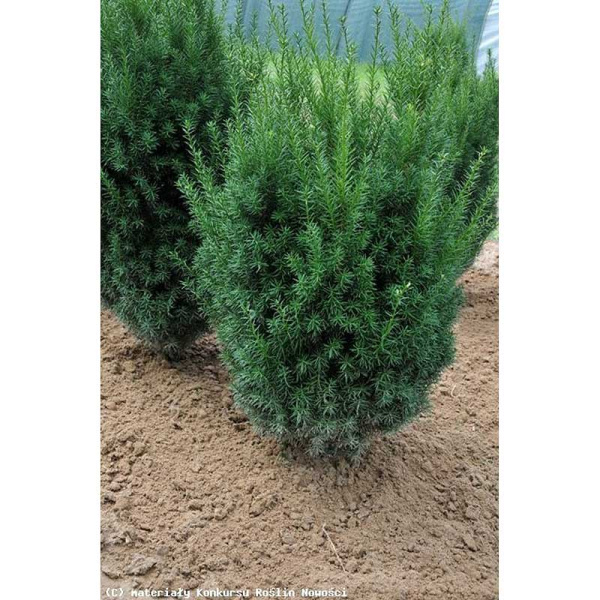 Тисс Средний Казио P9 шт