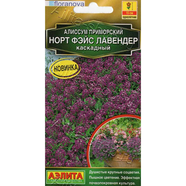 Семена Алиссум Норт фэйс лавендер Аэлита Ц 