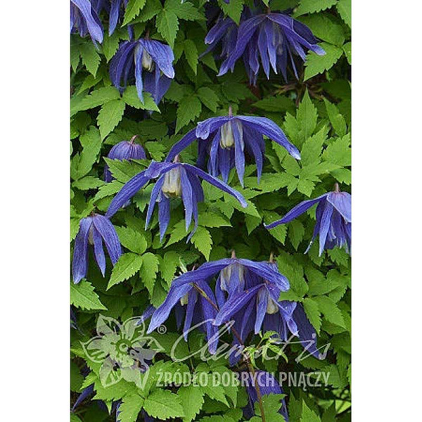 Клематис Джиска P9