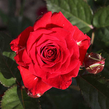 Роза спрей Миджет Садовита