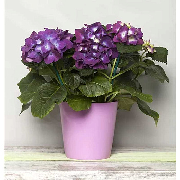 Гортензия Крупнолистовая Нинбо P12 шт