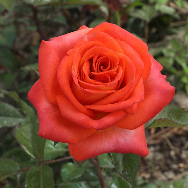 Роза чайно-гибридная Фройде Садовита