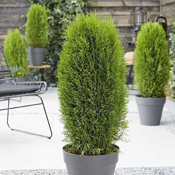 Туя Западная Тотем Смарагд P9