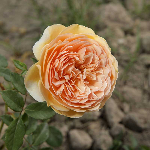 Роза шраб Краун Принцесс Маргарет (английская) Садовита