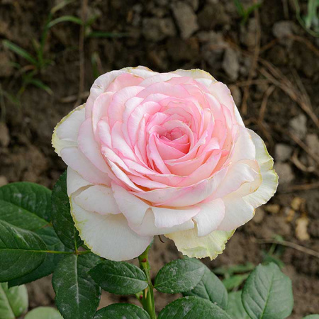 Роза чайно-гибридная Бидермейер гарден Садовита