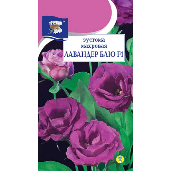 Эустома Лавандер Блю Урожай у дачи Ц 