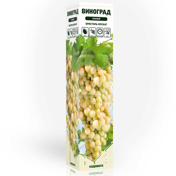 Виноград Бристоль Мускат ранний Садовита