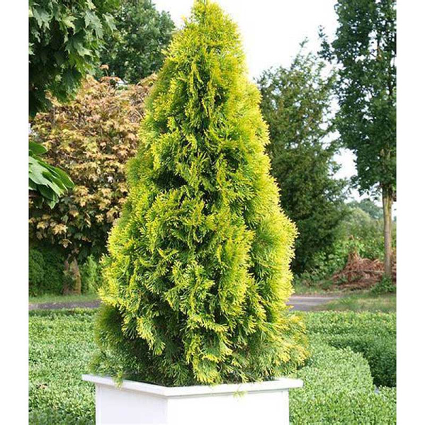 Туя Западная Голден Смарагд C2 шт