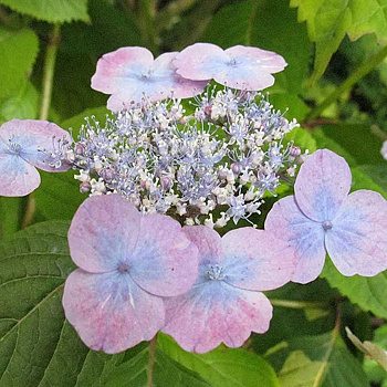 Гортензия Пильчатая Вирл P9 Садовита