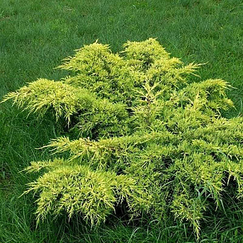 Можжевельник Juniperus pfitzeriana Gold Coast Р9 шт Садовита 10305