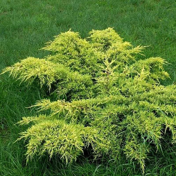 Можжевельник Juniperus pfitzeriana Gold Coast Р9 шт Садовита 10305