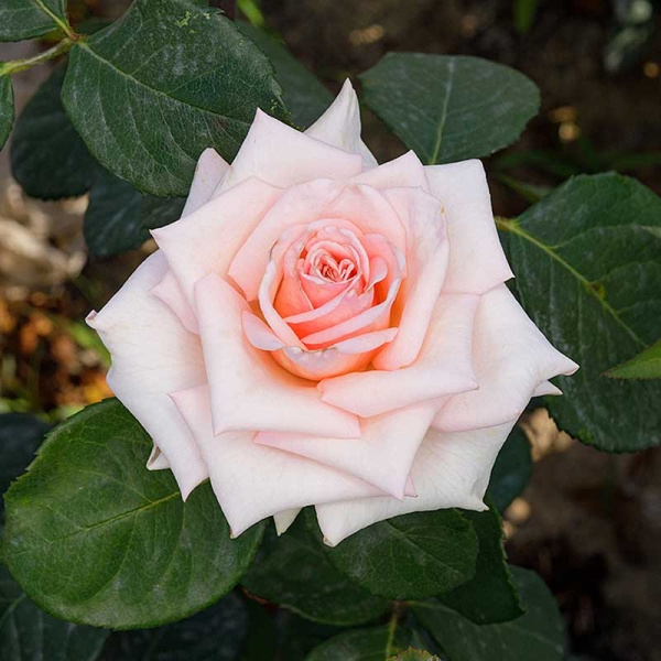 Роза чайно-гибридная Клэр 2006 Садовита