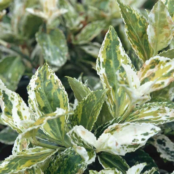 Бересклет Форчуна Арлекин P9 шт Садовита