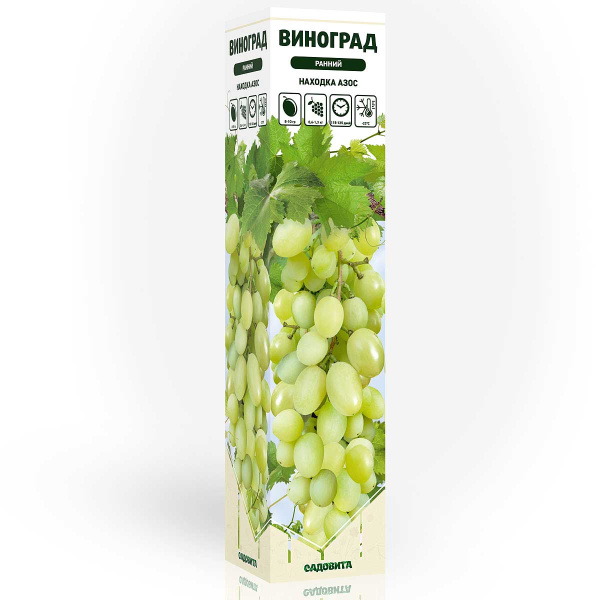 Виноград Находка Азос (клон Восторга) ранний Садовита