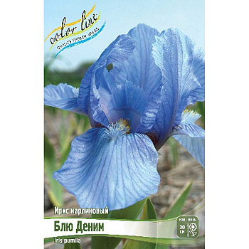 Ирис Карликовый Блю Деним I 1 шт