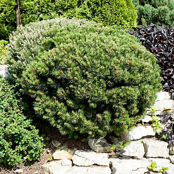 Сосна Горная Лилипут C5 25-30cm