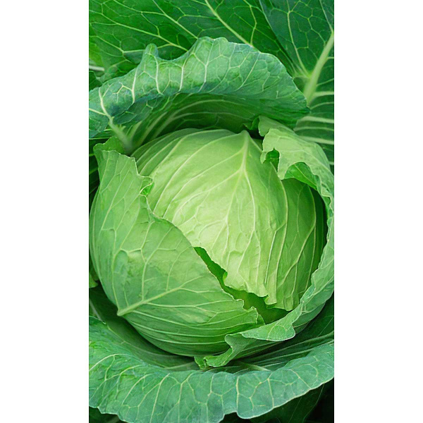 Капуста Казачок белокочанная F1 0,1 гр Садовита Ц