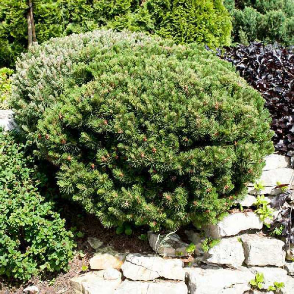 Сосна Горная Лилипут C5 25-30cm