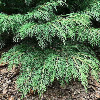 Микробиота Перекрестнопарная Дрю Блю С3 20-2