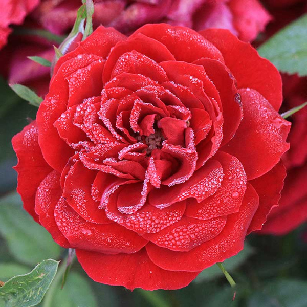 Роза миниатюрная Бейби Баккара Садовита