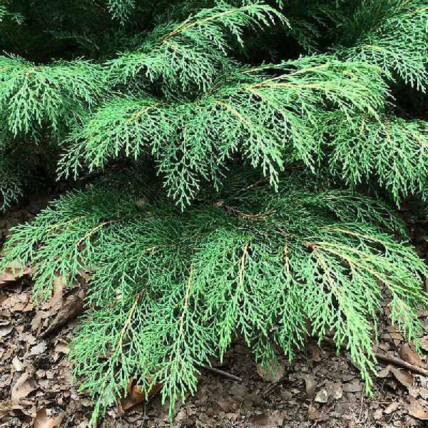 Микробиота Перекрестнопарная Дрю Блю С3 20-2