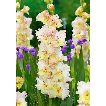 11058 Шоу-Бокс Гладиолус Цера Фиарлесс 10/12 100 шт 