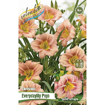 Лилейник Everydaylily Роуз I 25 шт Биг-пак 9842 