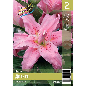 Лилия Дианта 12/14 2 Эконом шт