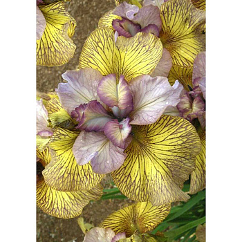 Ирис Сибирский Фоллоу Зе Хани I 25 шт Биг-Пак 12804 