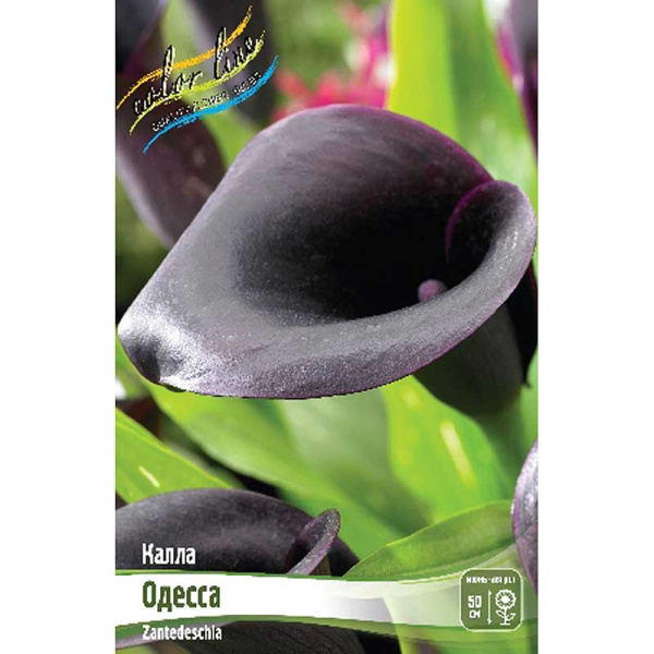 Калла Одесса 12/14 2 шт