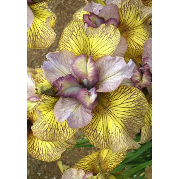 Ирис Сибирский Фоллоу Зе Хани I 25 шт Биг-Пак 12804 