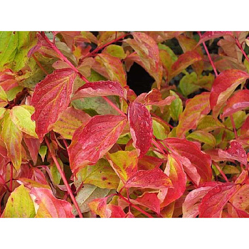 Дёрен Красный Эннис Винтер Оранж P9