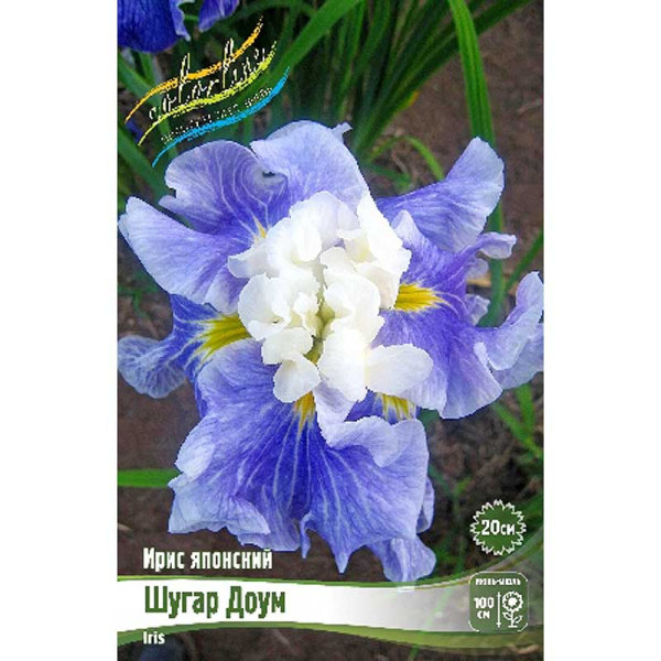 Ирис Мечевидный Шугар Доум I 25 шт Биг-Пак 5602