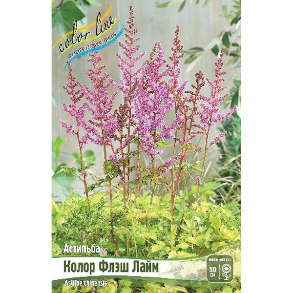 Астильба Колор Флэш Лайм 2/3 n 1 шт 