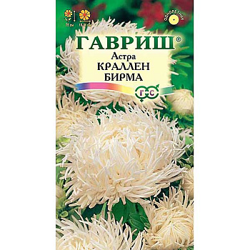 Астра Краллен Бирма кремовая Гавриш Ц 
