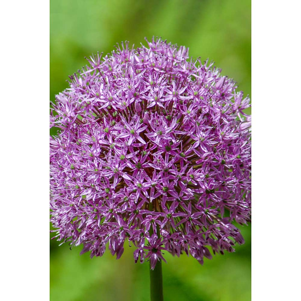 Лук Декор. Глоубмастер 18/20 1 шт Садовита 