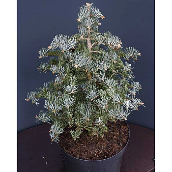 Пихта Одноцветная Арчерс Дварф 30-40cm с комом шт